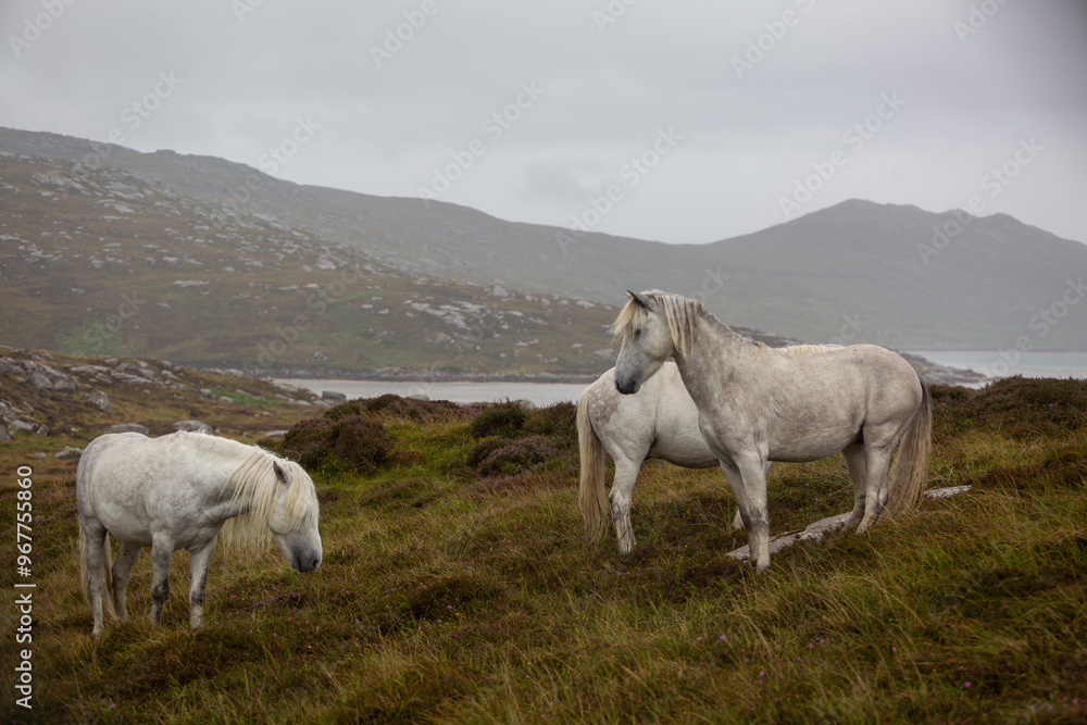 Eriskay Pony in the wild, Image shows a small herd of three wild Eriskay ponies in their natural environment on a wet windy summers day