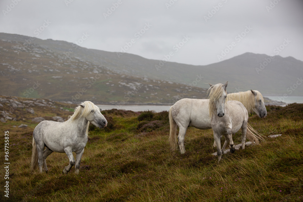 Eriskay Pony in the wild, Image shows a small herd of three wild Eriskay ponies in their natural environment on a wet windy summers day Eriskay Pony in the wild, Image shows a small herd of three wild Eriskay ponies in their natural environment on a wet windy summers day