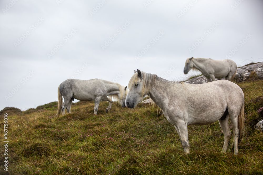 Eriskay Pony in the wild, Image shows a small herd of three wild Eriskay ponies in their natural environment on a wet windy summers day Eriskay Pony in the wild, Image shows a small herd of three wild Eriskay ponies in their natural environment on a wet windy summers day