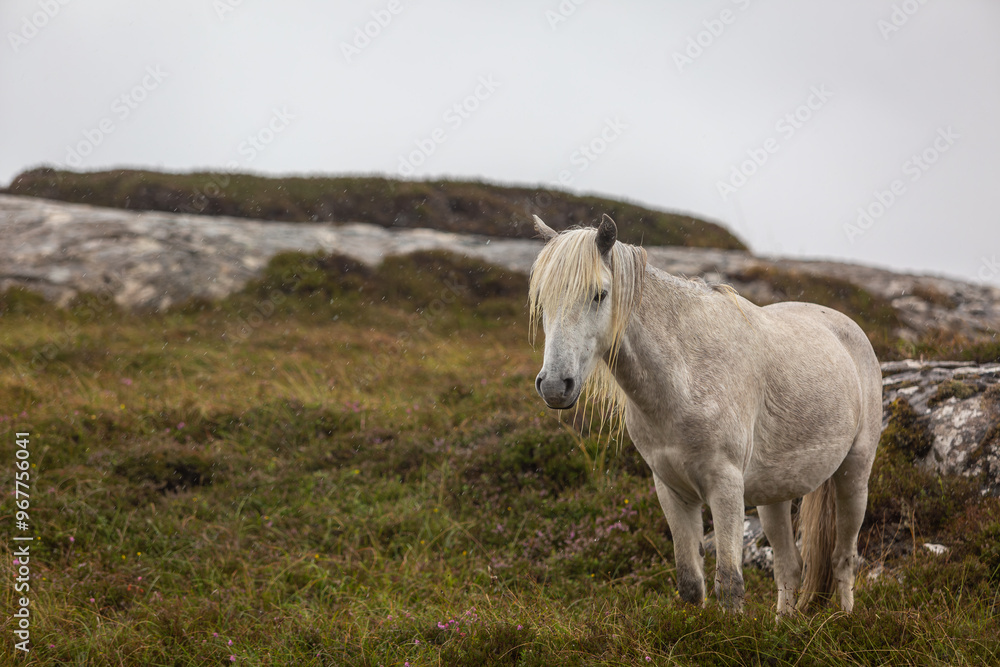 Eriskay pony in the wild, Image shows a wild Eriskay pony in his natural environment on a cloudy summers day in Eriskay Eriskay pony in the wild, Image shows a wild Eriskay pony in his natural environment on a cloudy summers day in Eriskay