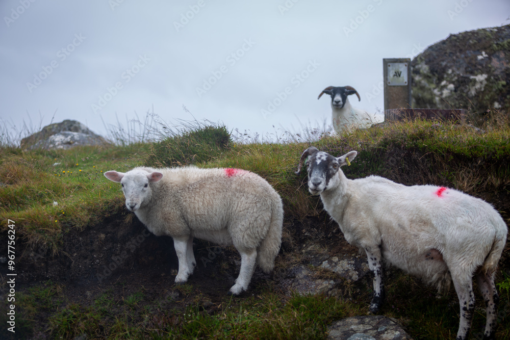 Scottish blackface sheep using a rock to take shelter from the strong winds, Image shows a young sheep on the moorland on a cold wet summers day in South Uist Scottish blackface sheep using a rock to take shelter from the strong winds, Image shows a young sheep on the moorland on a cold wet summers day in South Uist