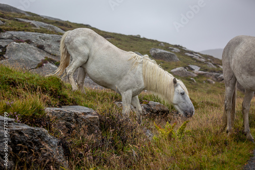 Eriskay pony in the wild, Image shows a wild Eriskay pony in his natural environment on a cloudy summers day in Eriskay 