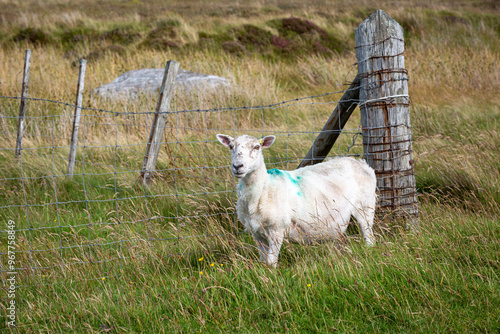 Scottish sheep on remote Scottish island of North Uist, Image shows a recently sheared white cheviot sheep by a barb wire fence photo