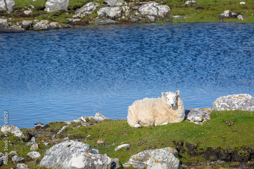 Canvas Print Cheviot sheep resting by a lake on a remote Scottish island, Image shows a Chevi