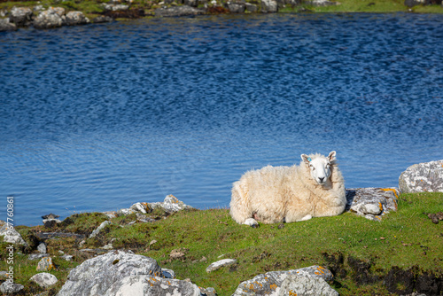 Canvas Print Cheviot sheep resting by a lake on a remote Scottish island, Image shows a Chevi