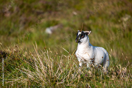 Scottish Blackface lamb in South Uist, Image shows a young lamb recently born in the long grass with a white fluffy coat and small horns photo