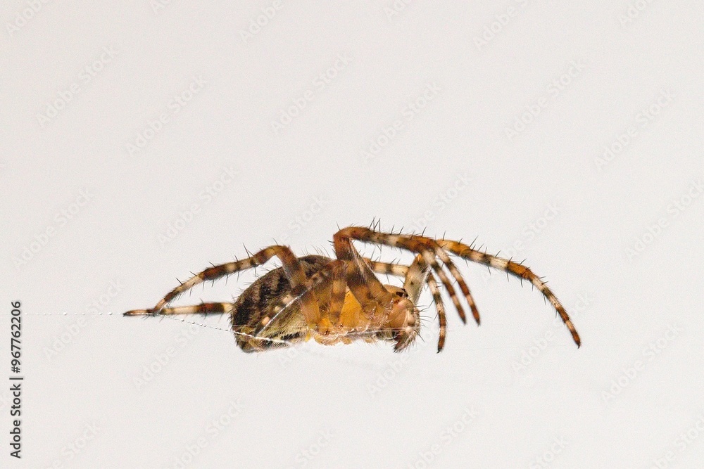 Spider (Araneus diadematus) caught in its web on a window Spider (Araneus diadematus) caught in its web on a window