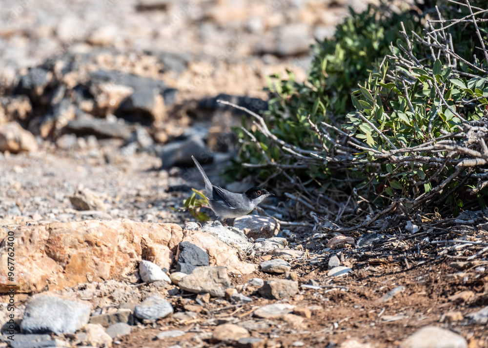 grey European warbler looking for food in dry bushes on the island of Crete Greece grey European warbler looking for food in dry bushes on the island of Crete Greece