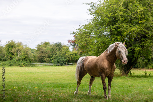 Horse in a urinating grass field, Image shows a Section D Welsh cob palomino stallion having a wee in his field 