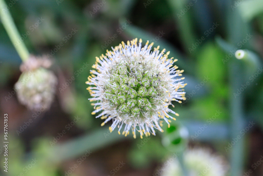 Buttonbush Bloom: A Nature's Tiny Sphere Buttonbush Bloom: A Nature's Tiny Sphere