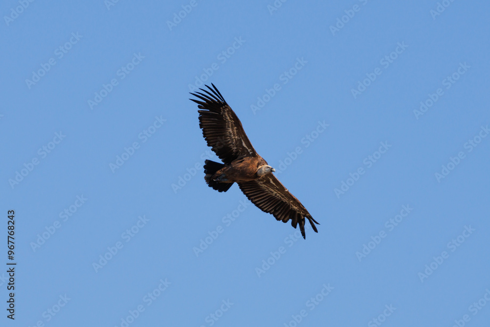 Buitre leonado (gyps fulvus) volando con espacio negativo, Alcoy, España Buitre leonado (gyps fulvus) volando con espacio negativo, Alcoy, España