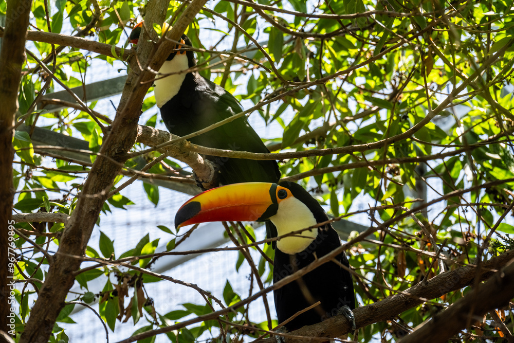 bright tropical toucan in greenery on a tree on a sunny day on the island of Crete Greece bright tropical toucan in greenery on a tree on a sunny day on the island of Crete Greece
