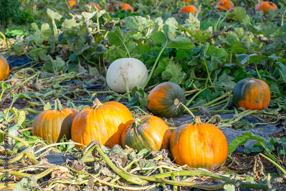 Obraz premium Pumpkins growing in a field