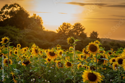 Evening sunset on Salisbury plain in a field full of sunflowers or helianthus annuus, Image shows a beautiful golden sunset illuminating the flowers with a warm glow    photo