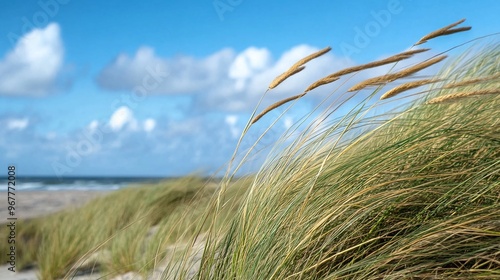 coastal landscape with beach grass blowing in the wind and sunlit dunes peaceful summer nature scene with sandy beach and grass swaying in the breeze photo