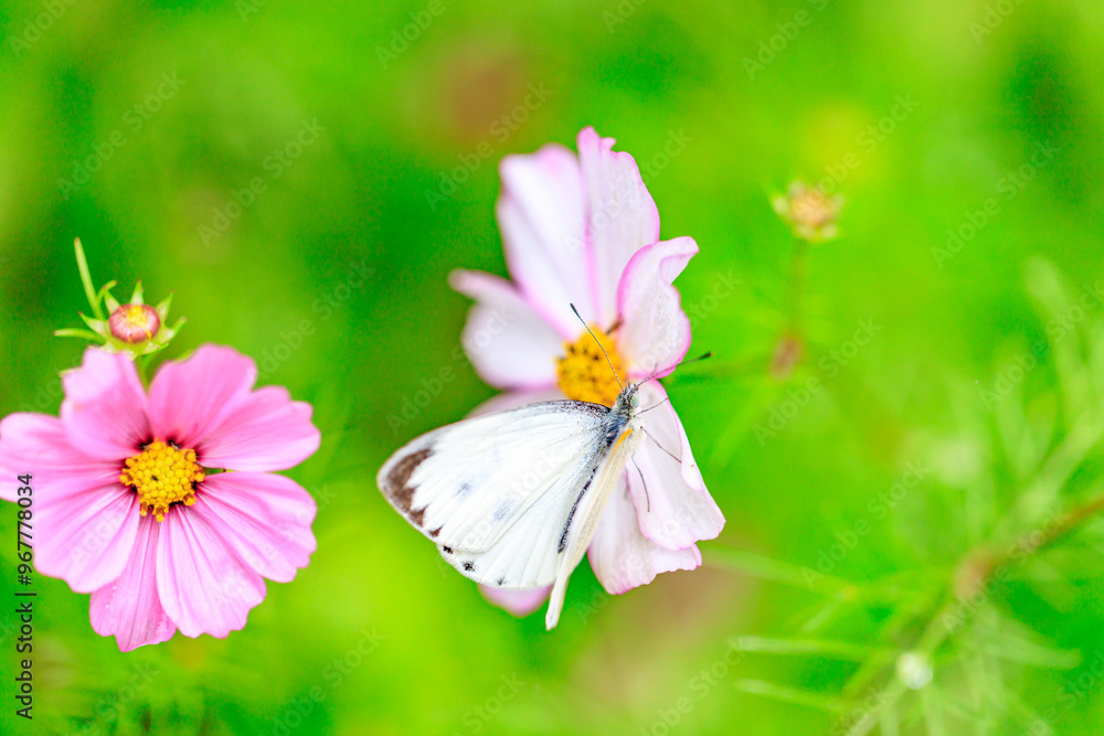 A Cabbage White Butterfly Feasting on Cosmos Nectar A Cabbage White Butterfly Feasting on Cosmos Nectar