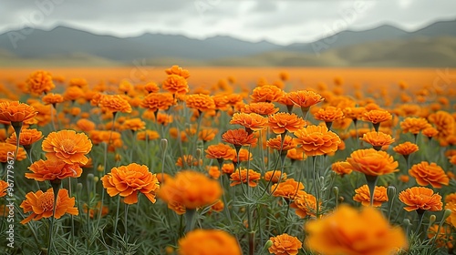 field of flowers photo