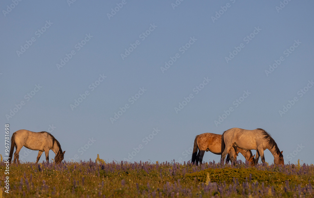 Wild Horses in Summer in the Pryor Mountains Montana Wild Horses in Summer in the Pryor Mountains Montana