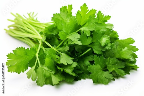 Fresh cilantro bunch placed on a white background highlighting its vibrant green color