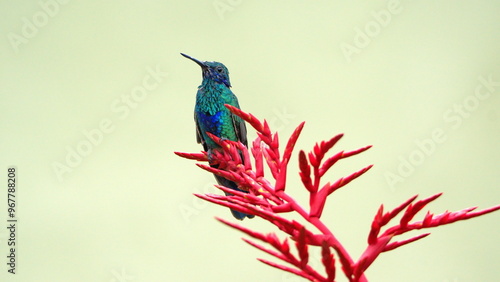 Sparkling violetear (Colibri coruscans) hummingbird perched on the flower spike of a bromeliad in a garden in Cotacachi, Ecuador photo