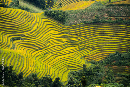 Terraced rice paddies in the hills, Mu Cang Chai, Yen Bai, Vietnam.