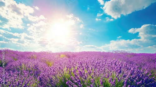 Lavender field in full bloom under a bright blue sky