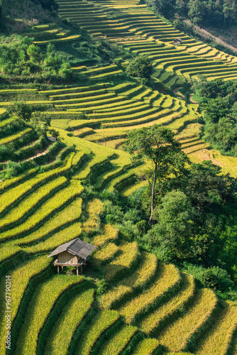 Slope rice terraces perspective, Mu Cang Chai, Yen Bai, Vietnam.