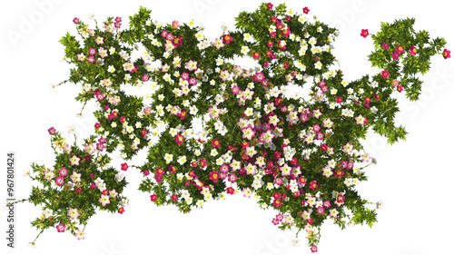 Photography cushion saxifrage hq arch viz cutout plant flowering pink