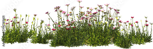 Photos cushion saxifrage hq arch viz cutout plant flowering pink