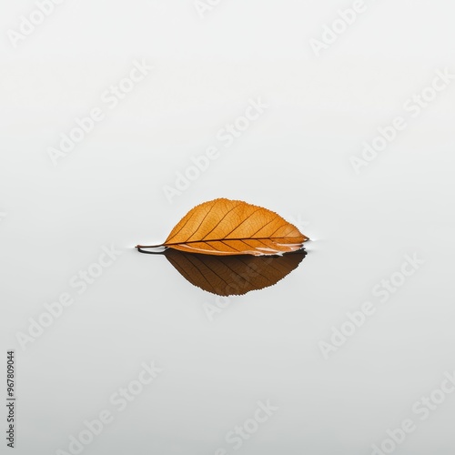 A single leaf floating on still water photo