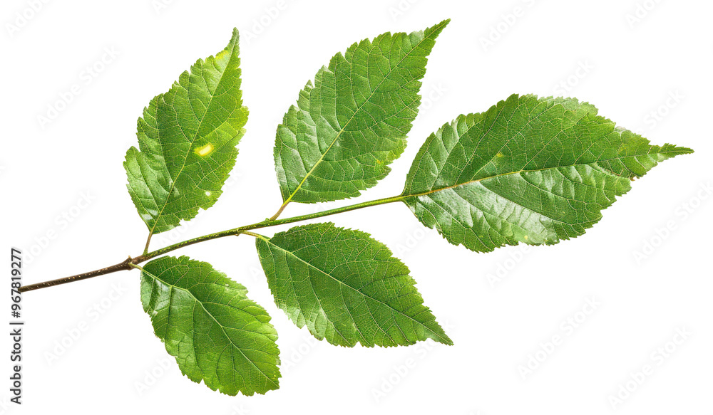 Fototapeta premium PNG Leaf Series leaf plant herbs.