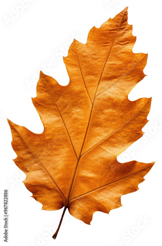 PNG Dried oak leaf plant tree fragility.