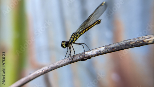 Close up of a dragonfly or Libellago lineata. One of the beautiful insects. photo