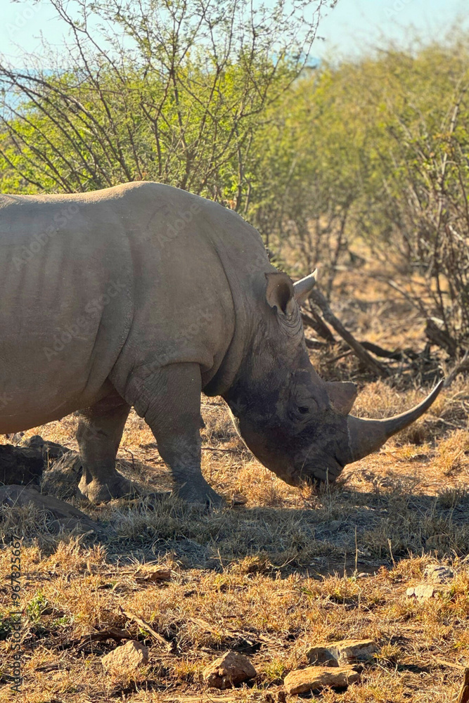 A lone Rhino in the South African savannah with a large horn. A lone Rhino in the South African savannah with a large horn.