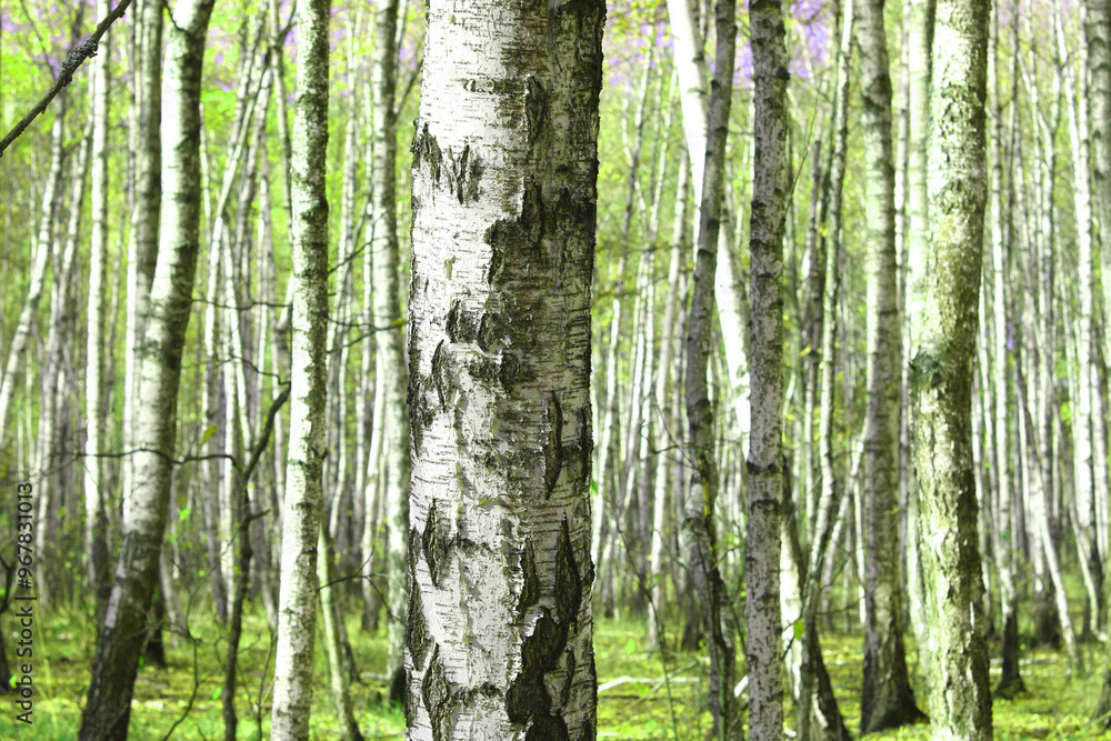 Beautiful birch trees with white birch bark Beautiful birch trees with white birch bark