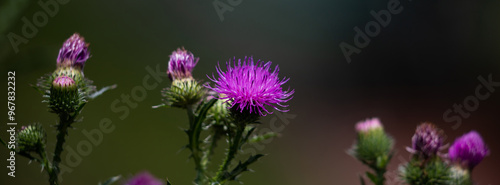 Milk thistle flower on a green background