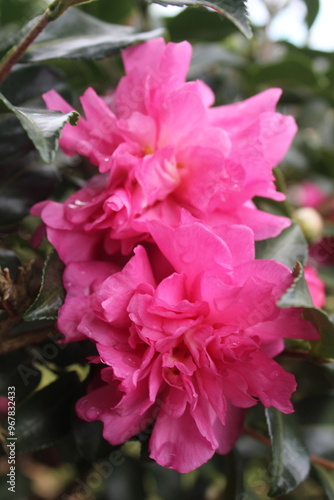 pink rose bush