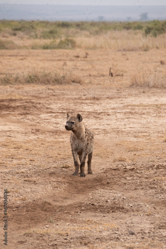 Little Hyena on Masai Mara National Park Little Hyena on Masai Mara National Park