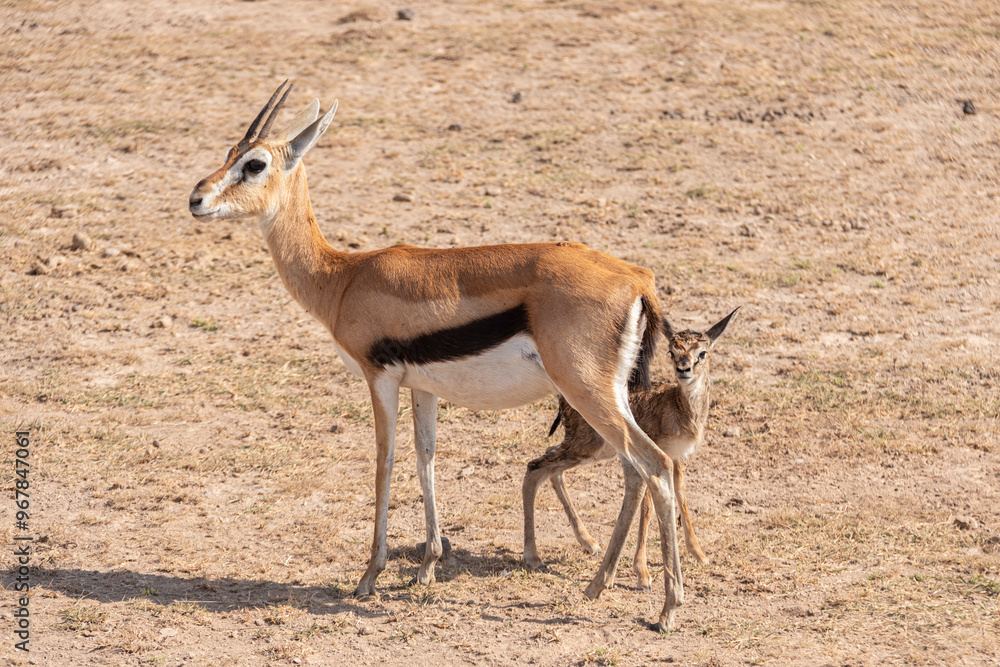 Baby born Thomson gazelle in Amboseli National Park, Kenya. Baby gazelle with it mother. New born on savanna
Baby born Thomson gazelle in Amboseli National Park, Kenya. Baby gazelle with it mother. New born on savanna