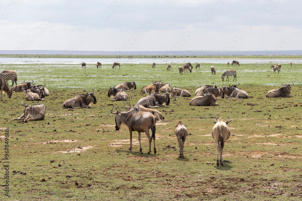 Wildebeest in Amboseli National Park, Kenya, Africa. Safari trip Wildebeest in Amboseli National Park, Kenya, Africa. Safari trip