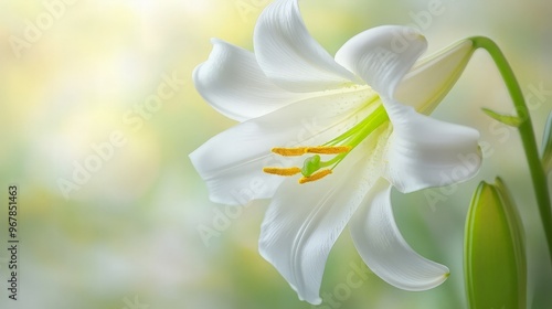 White Lily Close-Up