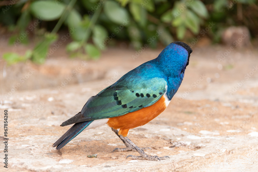 Fototapeta premium Superb starling blue wild bird on Maasai Camping in Amboseli National Park, Kenya
