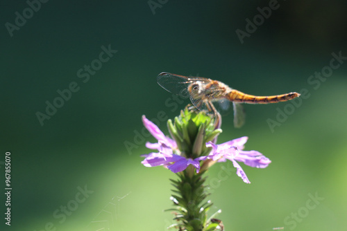 dragonfly sitting on a purple background with a green bokeh background