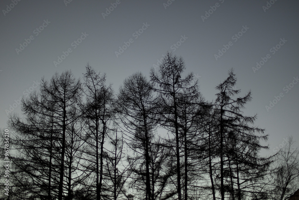 Silhouette of tree in evening. Tree in city at sunset. Silhouette of tree in evening. Tree in city at sunset.