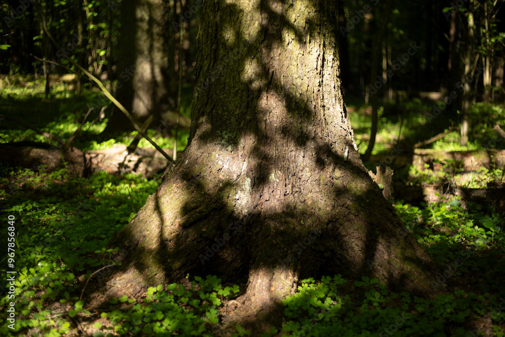 A tree in the forest in the summer. Nature Details. Tree trunk in the wilderness.