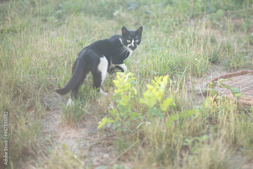 A cat walking on the grass. Animal in the park. Homeless animal in the summer.