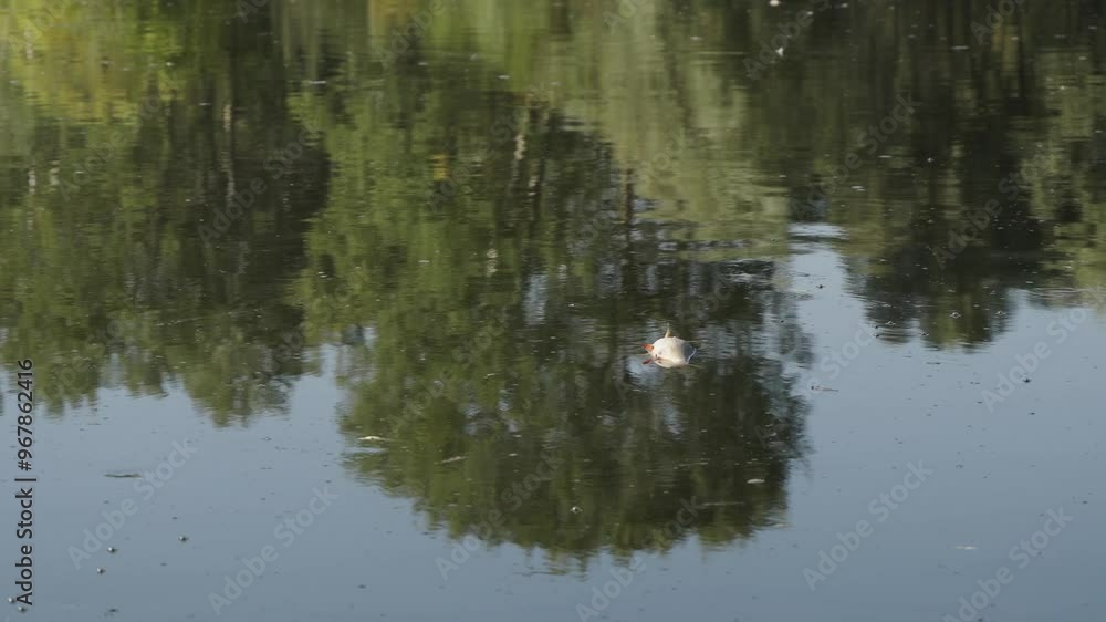 Dead fish in dark water, pollution. Environmental pollution. Ecological disaster: death fish in freshwater river due to dumping of chemical waste into reservoir. Flies fly over rotting fish in lake. Dead fish in dark water, pollution. Environmental pollution. Ecological disaster: death fish in freshwater river due to dumping of chemical waste into reservoir. Flies fly over rotting fish in lake.