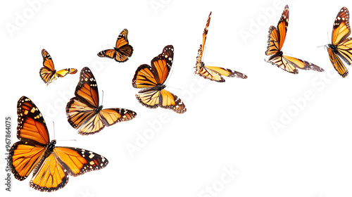 Flying plain tiger butterflies butterfly animal insect, insolated on withe photo