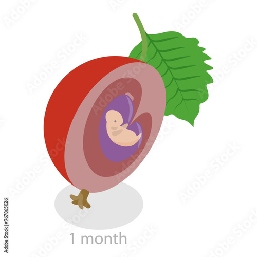 3D Isometric Flat Vector Illustration of Embryo Monthly Growth Stages, Human Fetus Development. Item 3