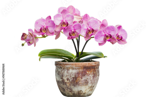 Wallpaper Mural A vibrant pink orchid in a rustic pot, showcasing natural beauty and elegance. Torontodigital.ca